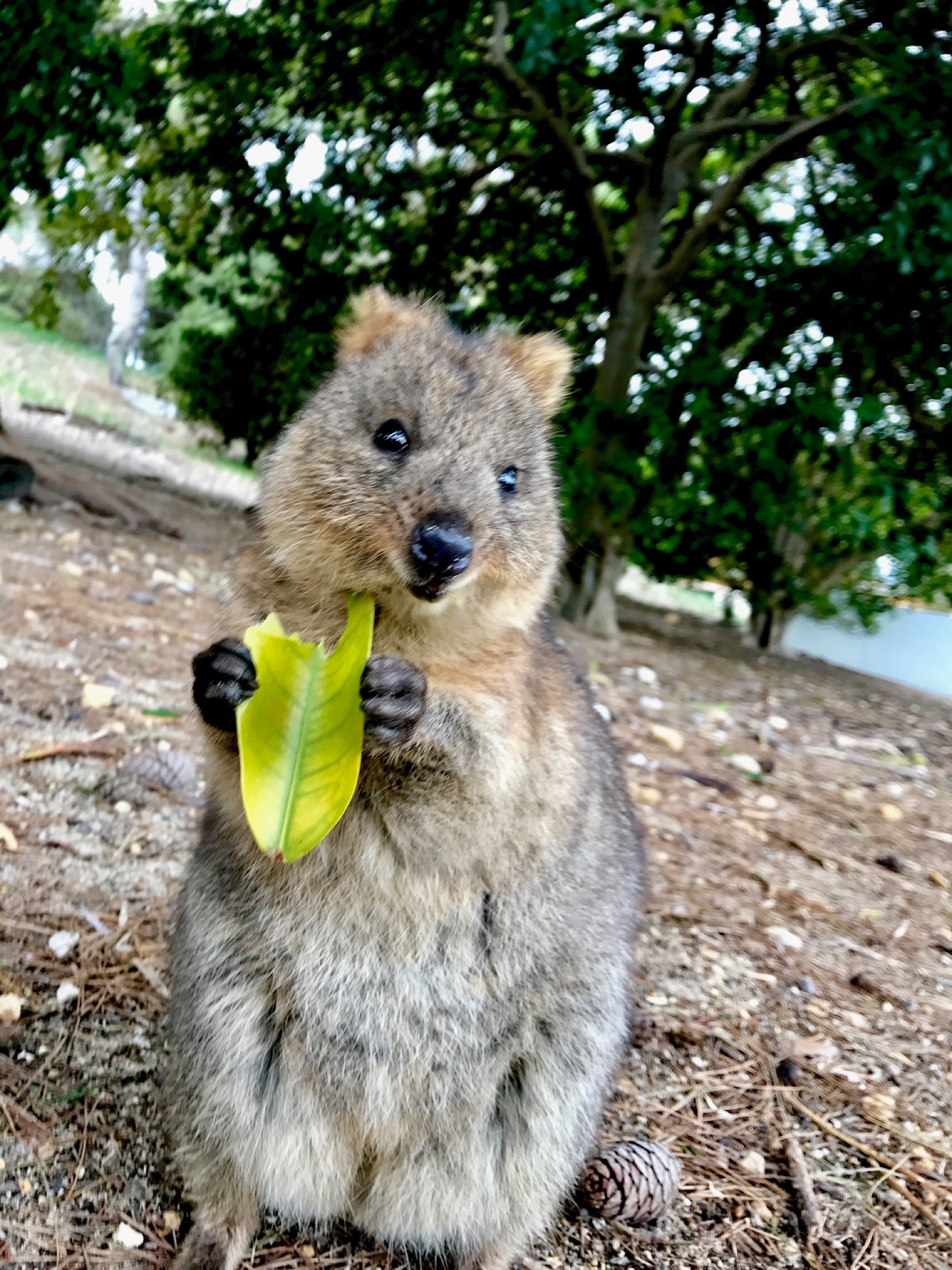 ロットネスト アイランド 世界で一番幸せな動物 クオッカ