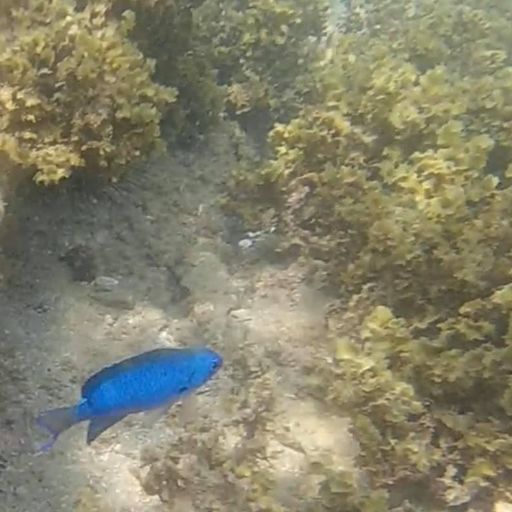 江津良海水浴場 家族づれで快適に遊ぶ 遠浅の海で気軽に利用できる海水浴スポット Recotrip レコトリップ