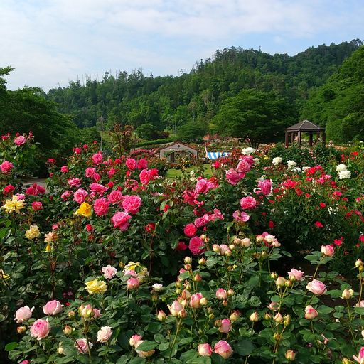 東沢バラ公園の口コミ 写真 アクセス Recotrip レコトリップ