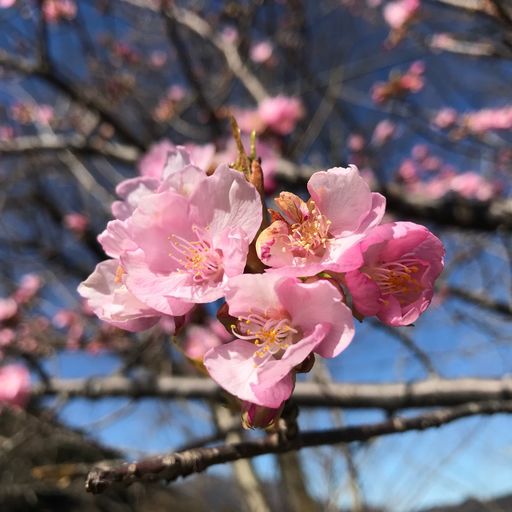 城峯公園の口コミ 写真 アクセス Recotrip レコトリップ