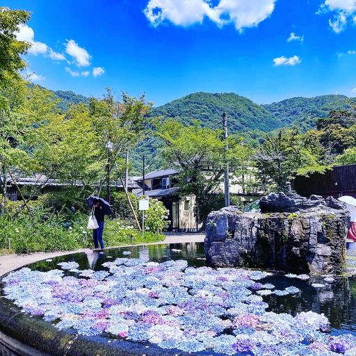 22年 久安寺 池一面に浮く紫陽花が映えスポット 10年余の歴史を誇る古刹 Recotrip レコトリップ