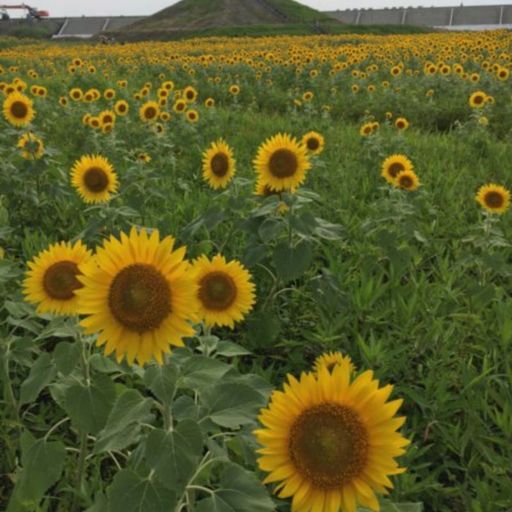 柳川ひまわり園の口コミ 写真 アクセス Recotrip レコトリップ