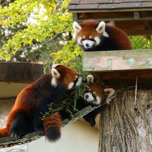 仙台市八木山動物公園 動物でパワーチャージ かわいい動物がたくさん 親子連れに大人気の動物園 Recotrip レコトリップ