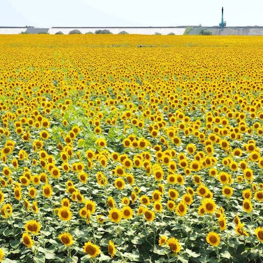 柳川ひまわり園の口コミ 写真 アクセス Recotrip レコトリップ