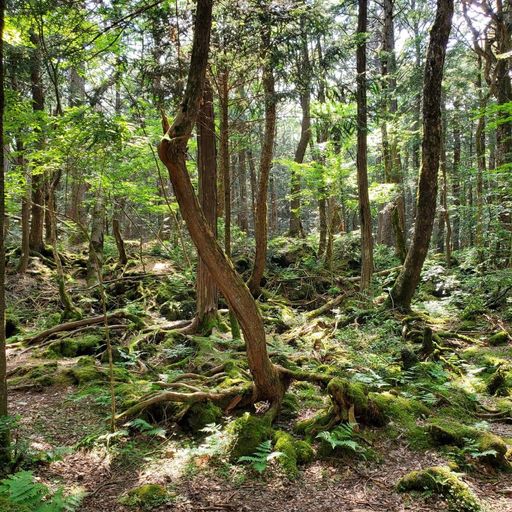 富岳風穴 自然が生んだ 天然の冷蔵庫 夏でも冬でも洞内探検が楽しめる富士の洞窟 Recotrip レコトリップ