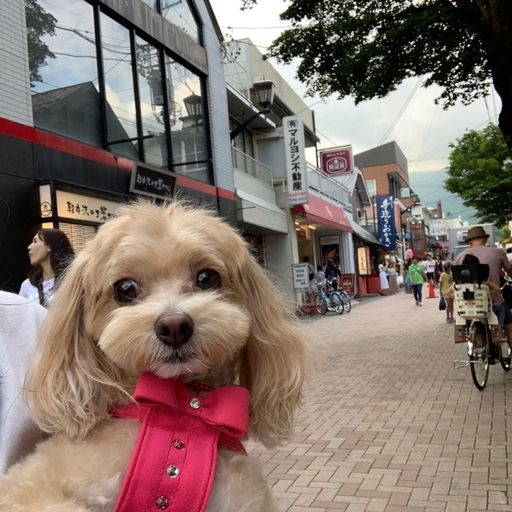 軽井沢銀座商店街の口コミ 写真 アクセス Recotrip レコトリップ