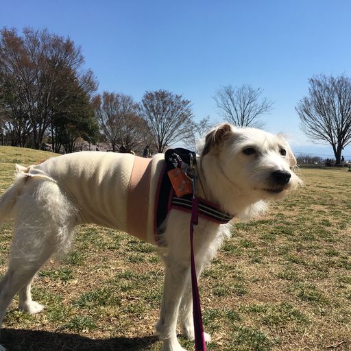 22年 世界の名犬牧場の口コミ 写真 アクセス Recotrip レコトリップ