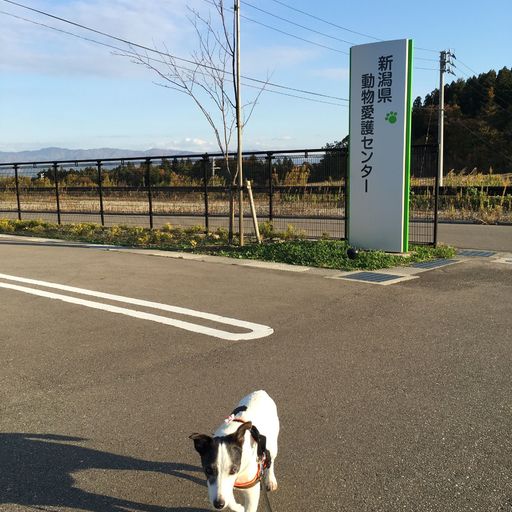 22年 新潟県動物愛護センターの口コミ 写真 アクセス Recotrip レコトリップ