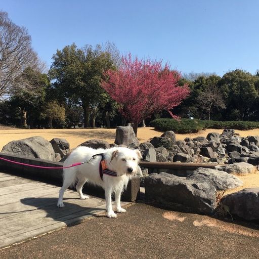 伊勢崎市いせさき市民のもり公園の口コミ 写真 アクセス Recotrip レコトリップ