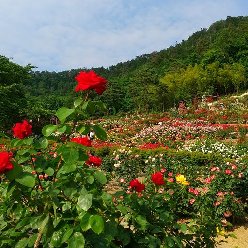 東沢バラ公園の口コミ 写真 アクセス Recotrip レコトリップ