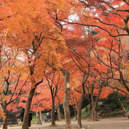 小石川後楽園】四季折々の景観を満喫！都会の中で自然に触れられる 