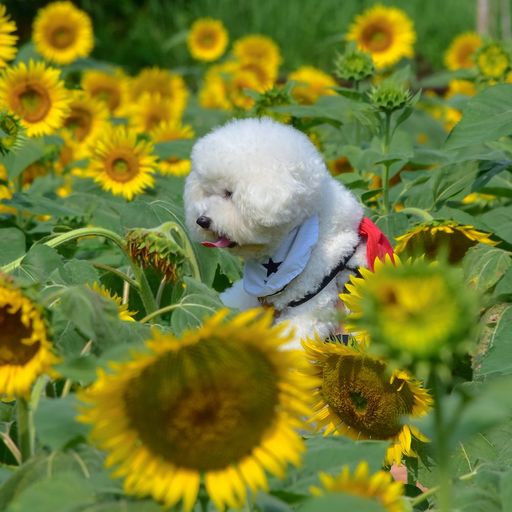 五條市上野町 こうずけちょう ひまわり園の口コミ 写真 アクセス Recotrip レコトリップ