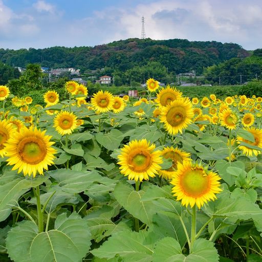 五條市上野町 こうずけちょう ひまわり園の口コミ 写真 アクセス Recotrip レコトリップ