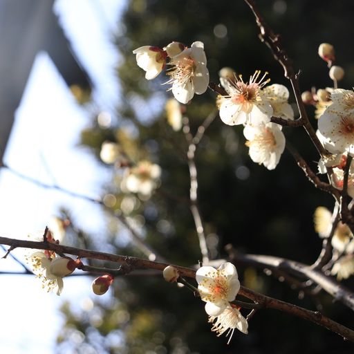 22年 神奈川県 神社 寺院 教会の観光スポットランキング Recotrip レコトリップ