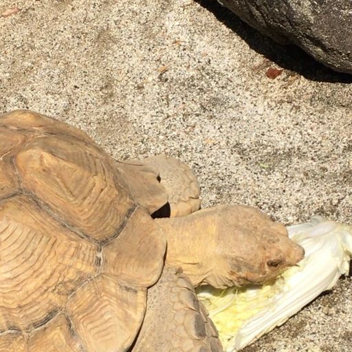 大牟田市動物園の口コミ 写真 アクセス Recotrip レコトリップ