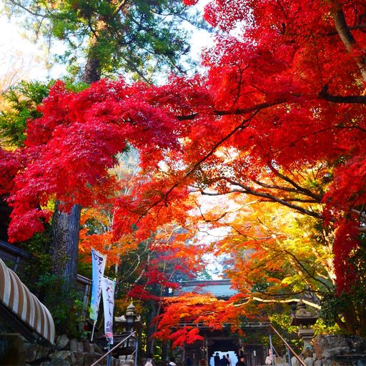 22年 香川県 紅葉はココ みんなに人気のスポットtop24