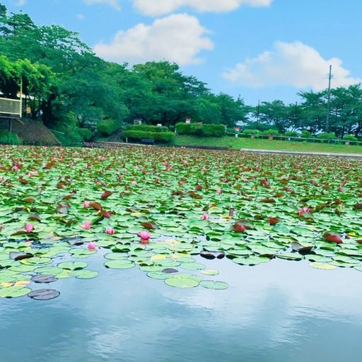 花と歴史の郷 蛇の鼻の口コミ 写真 アクセス Recotrip レコトリップ