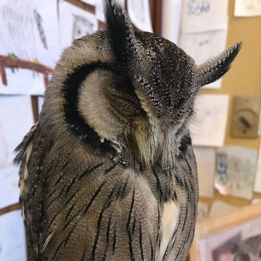 湯の風hazu フクロウがお出迎え 万病に効く温泉と大自然に癒される絶景宿 Recotrip レコトリップ