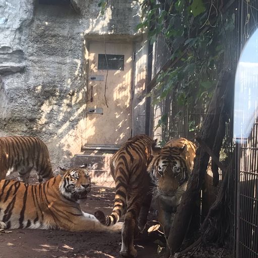 旭川市旭山動物園 動物の生態に触れて 考えて 楽しもう 日本一の入場者数を誇る日本最北の動物園 Recotrip レコトリップ