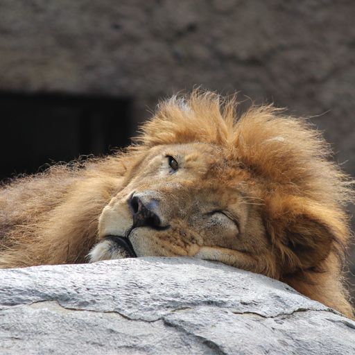 札幌市円山動物園 動物たちの可愛らしい姿に釘付け ピクニック気分で散策できる自然豊かな動物園 Recotrip レコトリップ