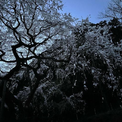 奥山田のしだれ桜 1300年前に天皇によって植えられた 流れ落ちるように咲くしだれ桜 Recotrip レコトリップ