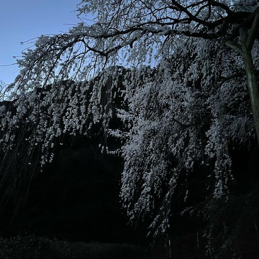 奥山田のしだれ桜 1300年前に天皇によって植えられた 流れ落ちるように咲くしだれ桜 Recotrip レコトリップ