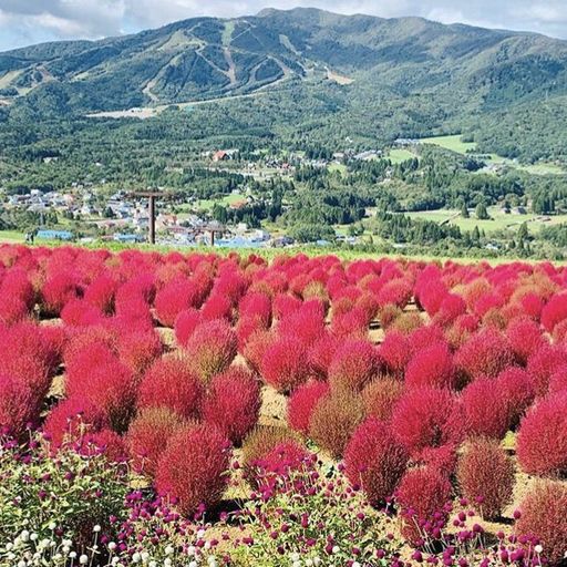 22年 ひるがのピクニックガーデン 桃色吐息とコキアの絶景を堪能 高原スキー場に広がる山頂ガーデン Recotrip レコトリップ