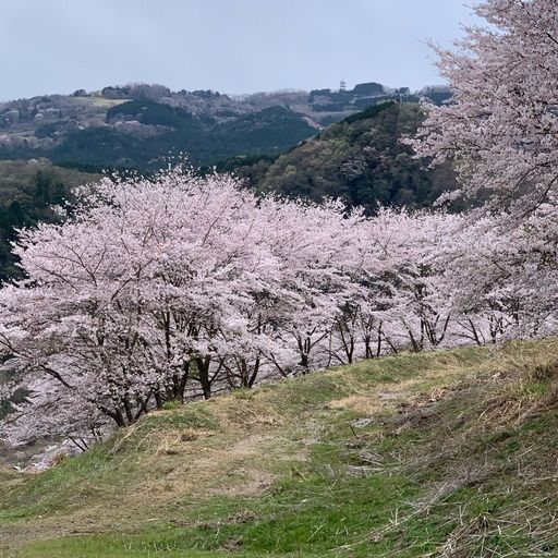 虎山の千本桜の口コミ 写真 アクセス Recotrip レコトリップ