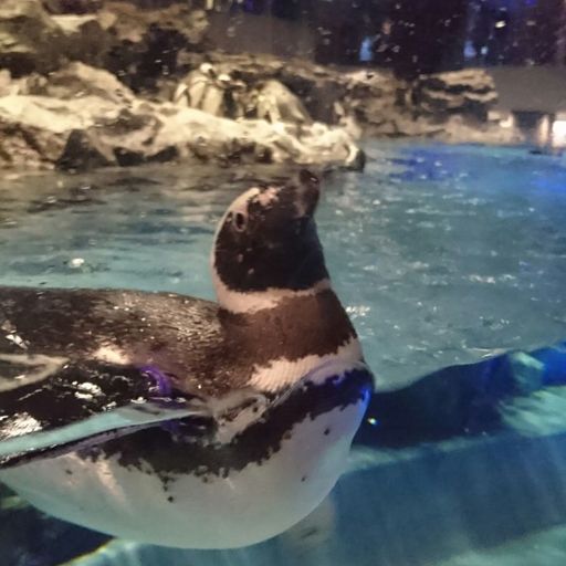 すみだ水族館 概要 口コミ 仕事帰りや買い物ついでにgo 都会の真ん中の癒し空間 美しい演出が人気の水族館 Recotrip