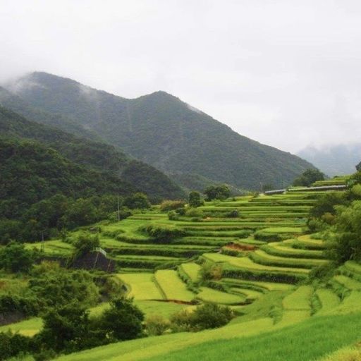 中山千枚田 立体的な田園風景が広がる癒しのフォトスポット 心落ち着く 日本の原風景 Recotrip レコトリップ