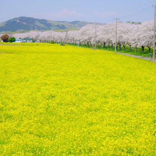 都幾川桜堤の口コミ 写真 アクセス Recotrip レコトリップ