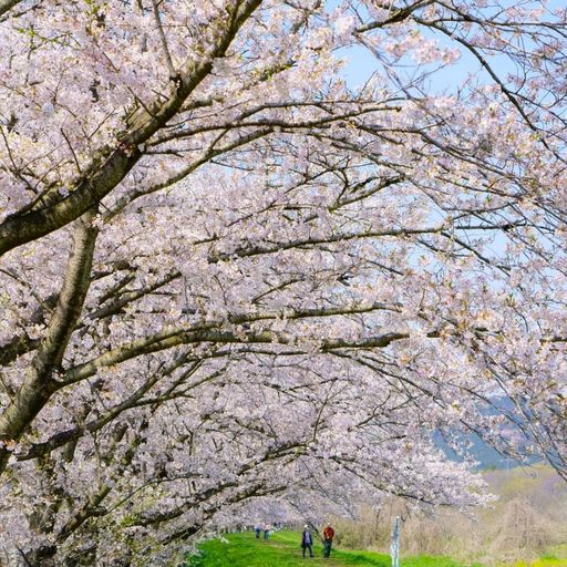 都幾川桜堤の口コミ 写真 アクセス Recotrip レコトリップ