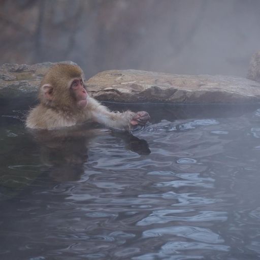 22年 地獄谷野猿公苑 温泉に入る猿が見られるのは世界でここだけ 猿のための温泉施設 Recotrip レコトリップ