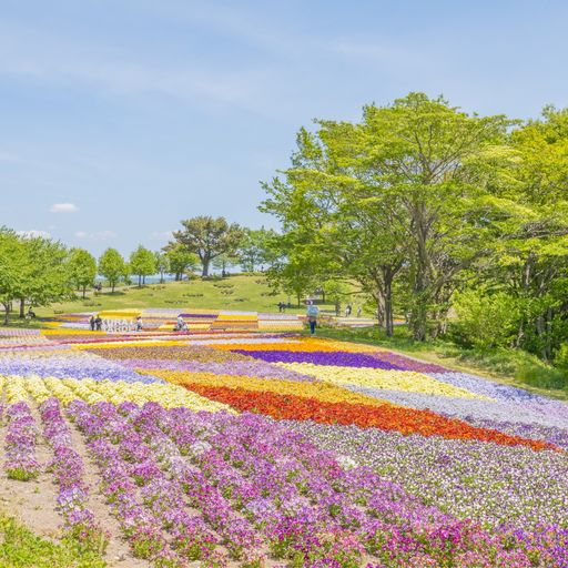 やくらいガーデン その眺めはまさにフォトジェニック 春 夏 秋に色とりどりの花たちが彩る美しい丘 Recotrip レコトリップ