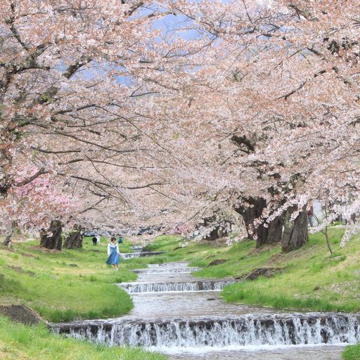 観音寺川さくら並木 桜と小川のコラボ 1km続くのどかな清流で楽しむ桜並木 Recotrip レコトリップ