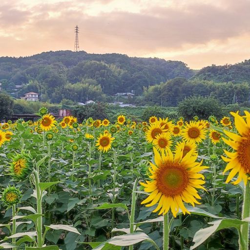 22年 五條市上野町 こうずけちょう ひまわり園 ひまわりとローカル列車 素敵な共演風景が見られる奈良県最大規模のひまわり 園 Recotrip レコトリップ