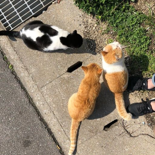 男木島】斜面に立ち並ぶ家々！たくさんの猫とも交流できる癒しの島 