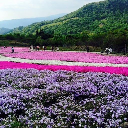 茶臼山高原 広大な高原が四季折々の色に染まる 豊富なレジャー施設で観光をエンジョイ Recotrip レコトリップ