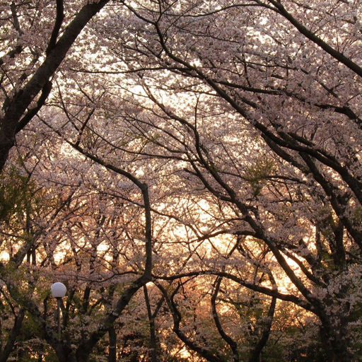 御津山園地の口コミ 写真 アクセス Recotrip レコトリップ