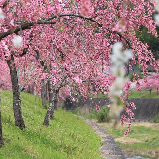 しだれ花桃の里の口コミ 写真 アクセス Recotrip レコトリップ