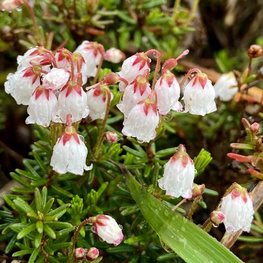 栂池高原 雨に濡れると透明になる花 サンカヨウを探しに