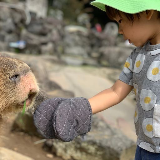 伊豆ぐらんぱる公園 夏も冬もイルミネーション 伊豆高原屈指の人気レジャースポット Recotrip レコトリップ