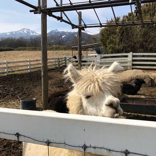 那須どうぶつ王国 広々とした敷地が嬉しい 可愛い動物たちと触れ合える体験型どうぶつ王国 Recotrip レコトリップ