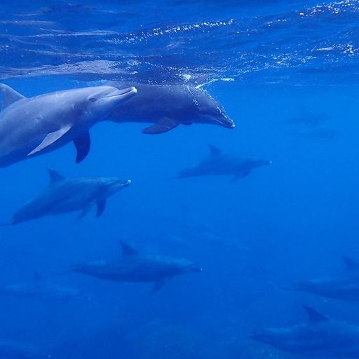 22年 御蔵島 野生イルカと一緒に泳ごう 原生林が生い茂る秘境の島は 世界屈指のイルカの楽園 Recotrip レコトリップ