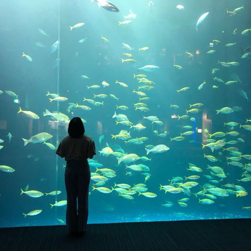 22年 四国水族館 神秘の世界 瀬戸内海と共に光輝く海の生物が楽しめる四国最大級の水族館 Recotrip レコトリップ