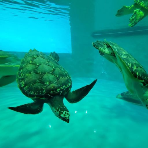 久米島町役場 久米島ウミガメ館の口コミ 写真 アクセス Recotrip レコトリップ