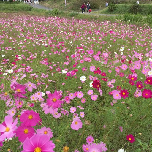 清住コスモス畑の口コミ 写真 アクセス Recotrip レコトリップ