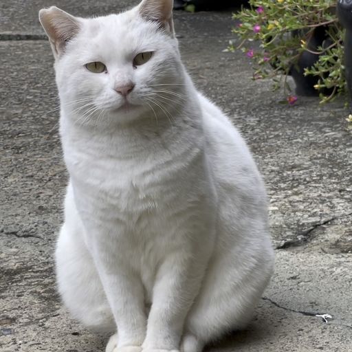 今戸神社 招き猫が縁結び 浅草から足を延ばして行ける猫だらけの神社 Recotrip レコトリップ