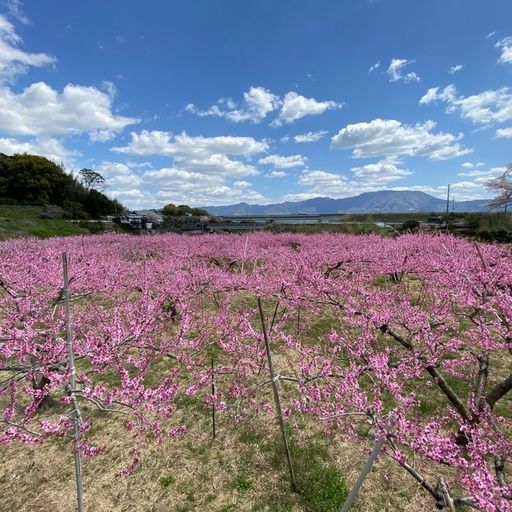 23年 桃源郷 和歌山 ひと目十万本の桃の花 甘い香りと味も楽しめる和歌山の名所 Recotrip レコトリップ