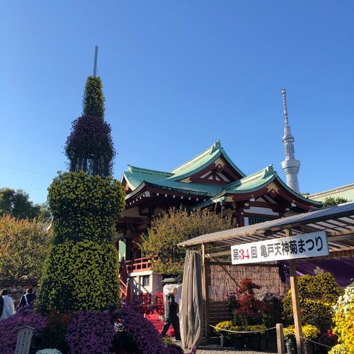 亀戸天神社 紫色の藤棚が圧巻 冬には梅 秋には菊も鑑賞できる東京の神社 Recotrip レコトリップ